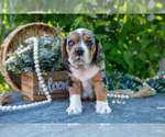 Small Photo #9 Beabull Puppy For Sale in SHIPSHEWANA, IN, USA