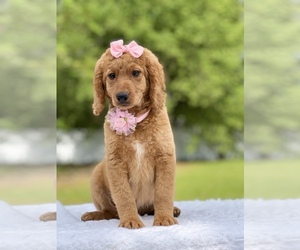 Goldendoodle Puppy for Sale in FROSTPROOF, Florida USA