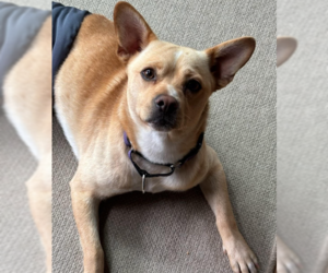Hardly - Male Shiba Inu-Unknown Mix Dog for Adoption - Photo #2