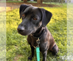 Small #2 Labrador Retriever-Retriever  Mix