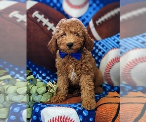 Goldendoodle (Miniature) Puppy for sale in NOTTINGHAM, PA, USA