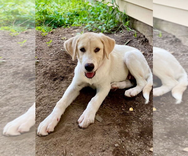 Medium Photo #3 Mutt Puppy For Sale in Canton, CT, USA