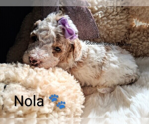 Medium Photo #3 Goldendoodle (Miniature) Puppy For Sale in GASTONIA, NC, USA