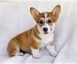 Small #7 Pembroke Welsh Corgi