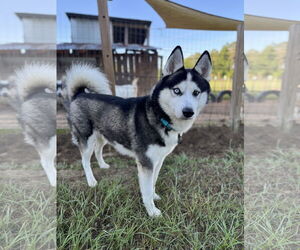 - Mix Dogs for adoption in The Woodlands, TX, USA