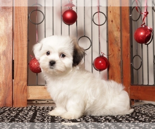 Medium Photo #9 Zuchon Puppy For Sale in NAPLES, FL, USA