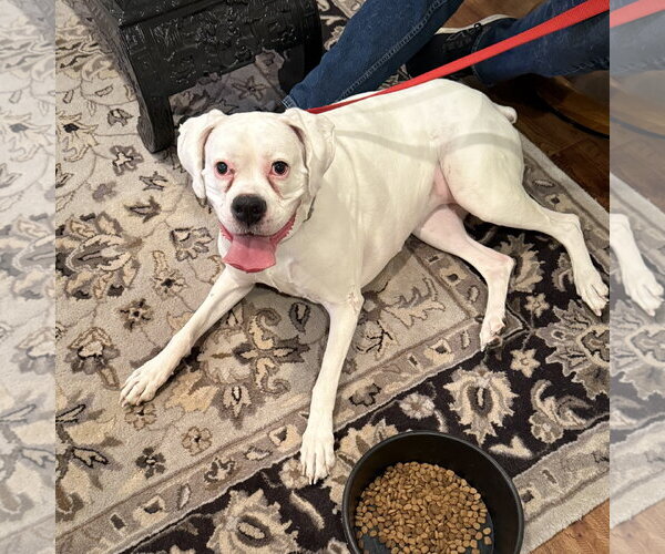 Medium Photo #4 Boxer Puppy For Sale in Dumont, NJ, USA