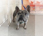 Small French Bulldog