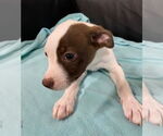 Small #1 Boston Terrier