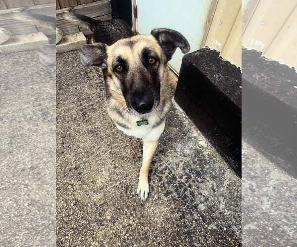 Medium Photo #12 Mutt Puppy For Sale in Houston, TX, USA