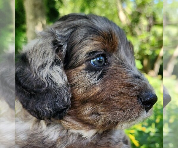 Medium Photo #10 F2 Aussiedoodle Puppy For Sale in COLUMBIA, TN, USA