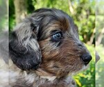 Small #9 F2 Aussiedoodle