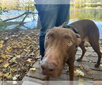 Small #2 Chocolate Labrador retriever-Doberman Pinscher Mix