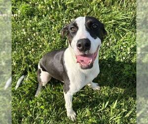 Great Dane-Unknown Mix Dogs for adoption in Godfrey, IL, USA
