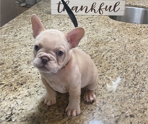 French Bulldog Puppy for sale in ELK GROVE, CA, USA