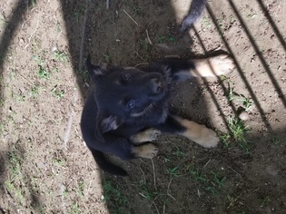 German Shepherd Dog Puppy for sale in STRAFFORD, NH, USA