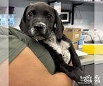 Small Labrador Retriever Mix