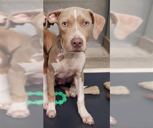 Medium Photo #1 American Staffordshire Terrier Puppy For Sale in Fort Lauderdale, FL, USA