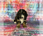 Small Photo #2 Bernedoodle Puppy For Sale in MAZEPPA, MN, USA