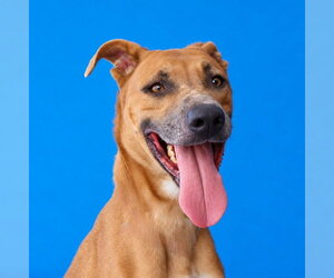 Boxer-Unknown Mix Dogs for adoption in Pasadena, CA, USA