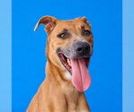 TYRA - Female Boxer-Unknown Mix Dog for Adoption - Small photo