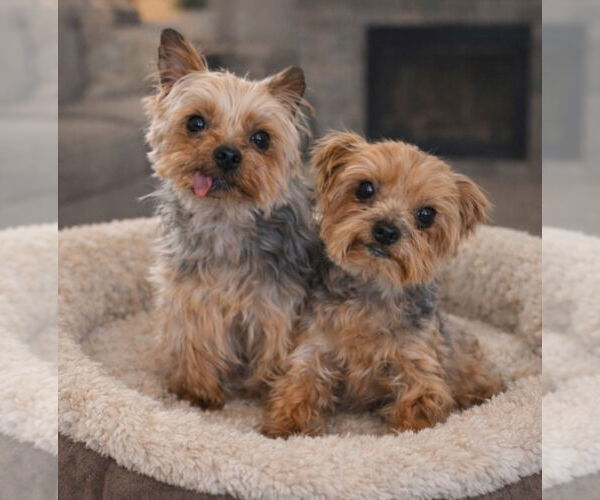 Medium Photo #3 Mutt Puppy For Sale in Bon Carbo, CO, USA