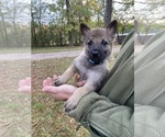 Small #16 German Shepherd Dog-Timber Wolf Mix