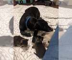 Small #2 Bull Terrier-Labrador Retriever Mix