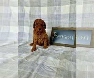 Cock-A-Poo-Poodle (Miniature) Mix Puppy for sale in EAST EARL, PA, USA