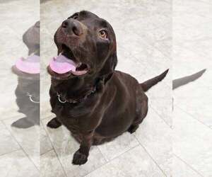 Labrador Retriever Dogs for adoption in Frankenmuth, MI, USA