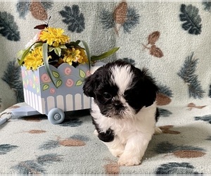 Shih Tzu Puppy for sale in MOUNT PLEASANT, MI, USA