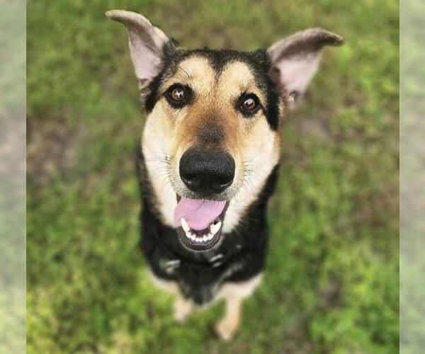 Medium Photo #1 German Shepherd Dog-Unknown Mix Puppy For Sale in Palmetto, FL, USA