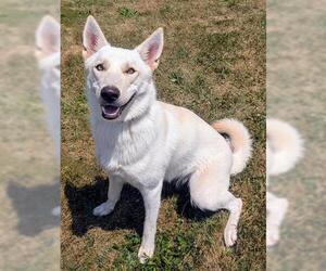 - Mix Dogs for adoption in Akron, OH, USA