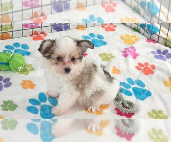 Medium Photo #2 Papitese Puppy For Sale in ORO VALLEY, AZ, USA