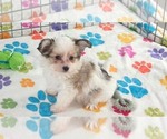 Gus - Male Papitese Puppy for Sale - Photo #2