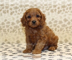 Cavapoo Puppy for sale in DENVER, PA, USA