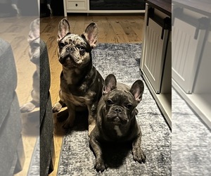 French Bulldog Puppy for Sale in VACAVILLE, California USA