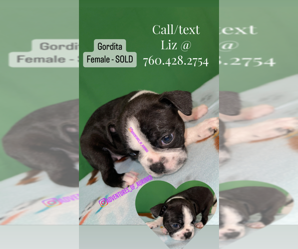 Medium Photo #10 Boston Terrier Puppy For Sale in LAS VEGAS, NV, USA