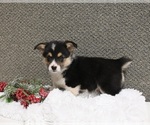 Small Photo #2 Pembroke Welsh Corgi Puppy For Sale in APPLE CREEK, OH, USA