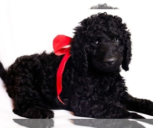 Labradoodle Puppy for sale in PRATTSVILLE, AR, USA