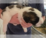 Small #10 Saint Bernard