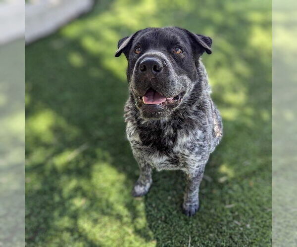 Medium Photo #2 Mutt Puppy For Sale in Vail, AZ, USA