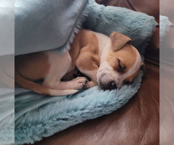 Medium Photo #3 Mutt Puppy For Sale in New London, WI, USA