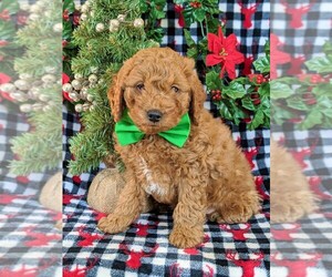 Goldendoodle-Poodle (Miniature) Mix Puppy for sale in KIRKWOOD, PA, USA