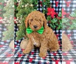Small Photo #1 Goldendoodle-Poodle (Miniature) Mix Puppy For Sale in KIRKWOOD, PA, USA