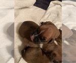 Small Photo #6 Boxer Puppy For Sale in GRAYSON, GA, USA