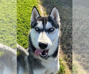 Siberian Husky-Unknown Mix Dogs for adoption in Woodland, CA, USA