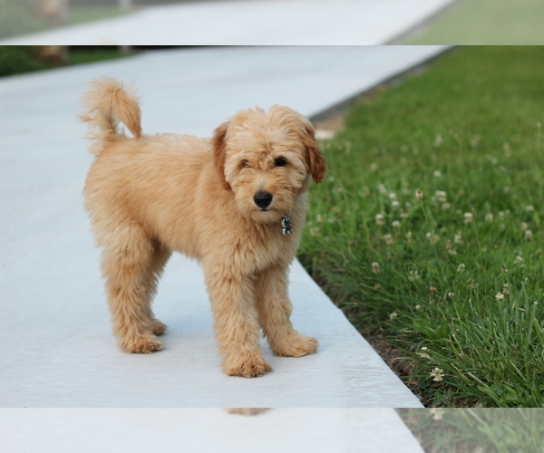 Medium Photo #5 Goldendoodle Puppy For Sale in CARLOCK, IL, USA