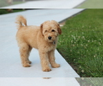 Small Photo #5 Goldendoodle Puppy For Sale in CARLOCK, IL, USA