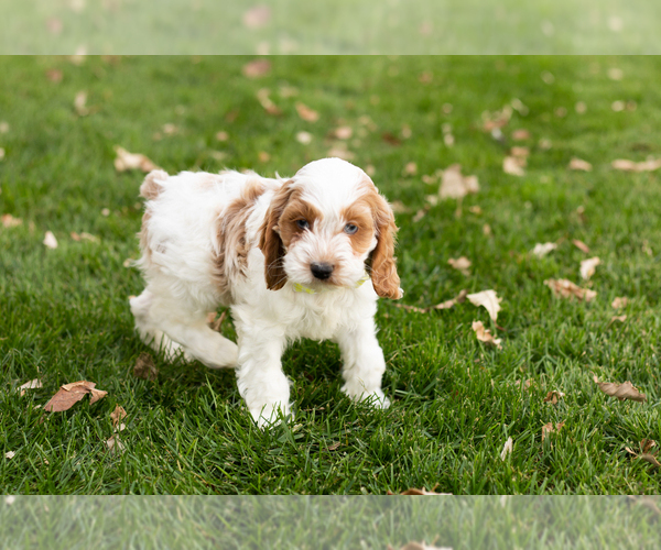 Medium Photo #9 Cocker Spaniel-Poodle (Miniature) Mix Puppy For Sale in NAPPANEE, IN, USA